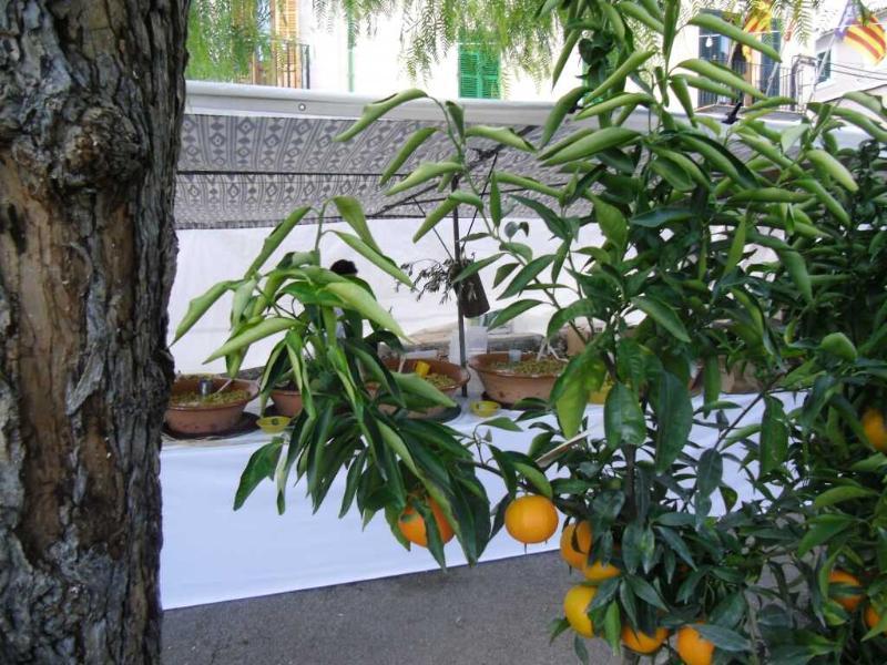 Finca Son Olive Selva  Exterior foto